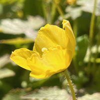 Stylophorum (Chelidonium) sutchuense